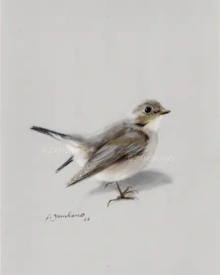 Gærdesmutte (Eurasian Wren), Nordic Bird in Soft Pastel - Pastell av F Zambrano
